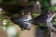 Common Frog © Steve Lane